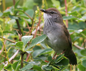 Хурган цоохондой